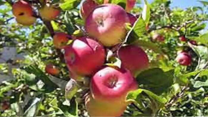 जिला स्तर पर आधुनिक कोल्ड स्टोरेज सुविधाएं स्थापित की जा रही हैं.