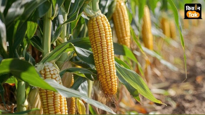 किसानों को उपज की अधिक कीमत देने के लिए नेचुरल फार्मिंग फसलों के लिए एमएसपी तय कर दी है.