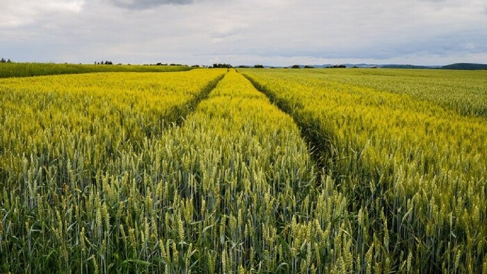 16 दिसंबर तक रबी फसलों की बुवाई 88 फीसदी पूरी हो गई है.