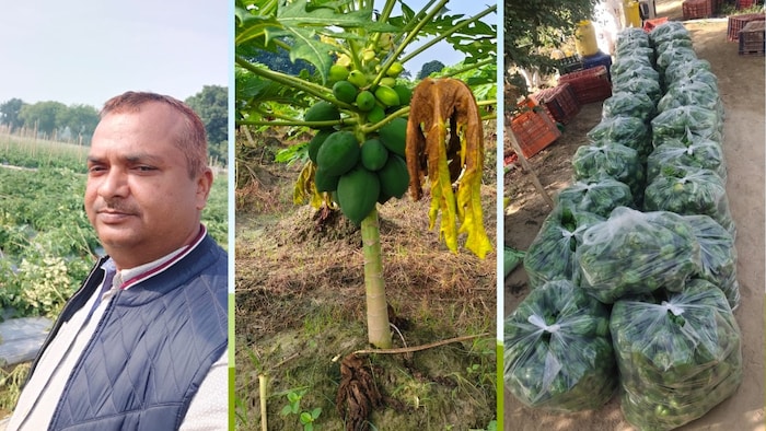 किसान मुकेश त्रिवेदी ने आलू, शिमला मिर्च, अचारी मिर्च, कद्दू, पपीता, टमाटर उगाए है.