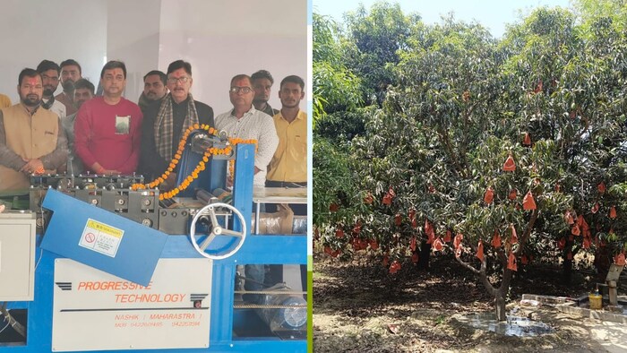 फ्रूट बैग तकनीक से किसानों को होगा बड़ा फायदा (Photo Credit-Kisan Tak)