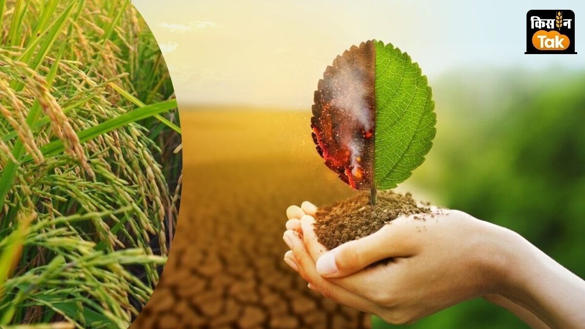 अगले 25 साल में 20 फीसदी घट जाएगी धान की पैदावार, क्लाइमेट चेंज के चलते दिखेगा असर  
