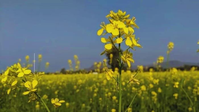 सरसों की खेती