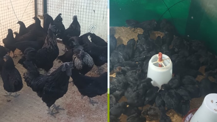 कड़कनाथ मुर्गा और मुर्गियों का पालन करना बेहद फायदा का सौदा बनता जा रहा है.