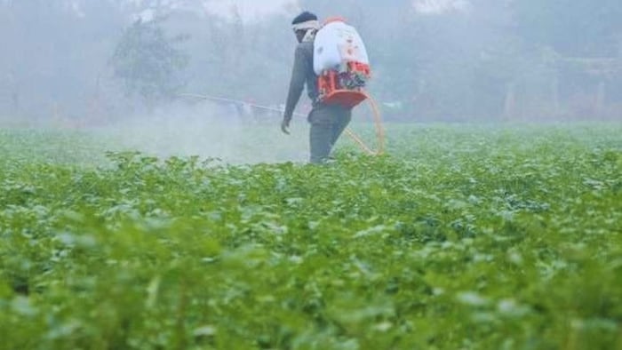 शीतलहर से फसलों को बचाएं किसान. (सांकेतिक तस्वीर)