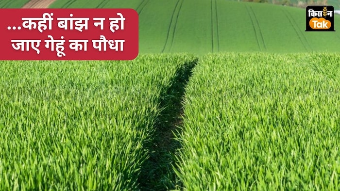 गेहूं का पौधा अधिक खरपतवारनाशी के असर बांझ हो जाता है.