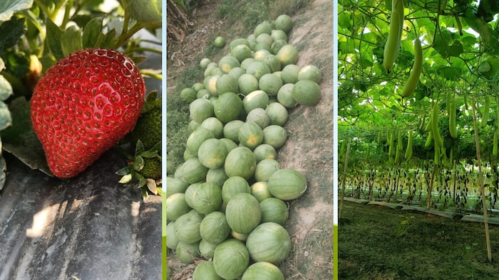 किसान आलोक वर्मा एक एकड़ से बेच रहे 10 लाख तक की स्ट्रॉबेरी (Photo-Kisan Tak)