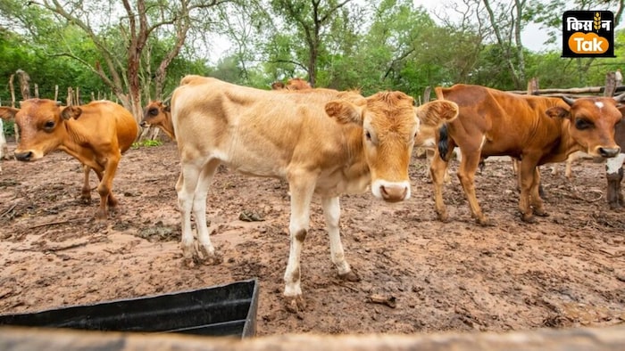 राष्ट्रीय राजमार्गों पर पशु आश्रय स्थल बनाने के लिए पायलट प्रोजेक्ट शुरू.