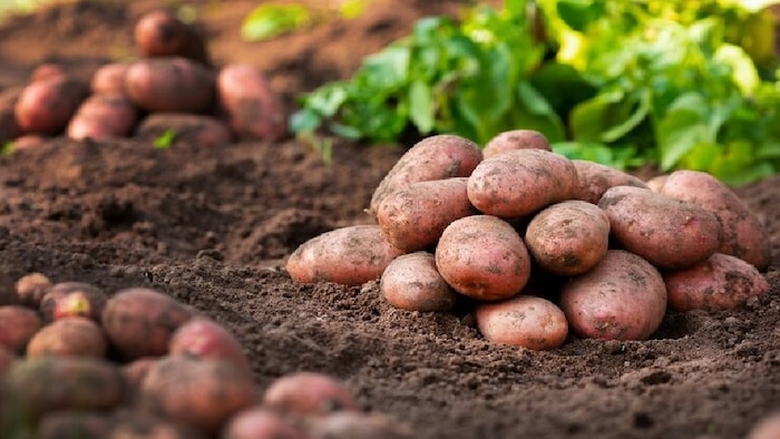 आलू में फफूंद रोग बड़ी समस्या है.