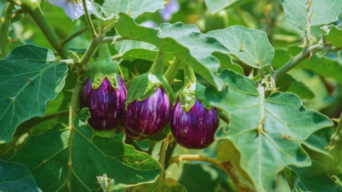 बैंगन की खेती