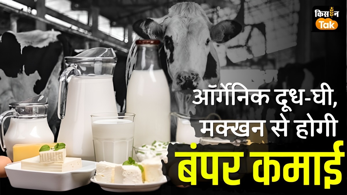 ऑर्गेनिक दूध-घी, मक्खन के बाजार में आप ऐसे कमा सकते हैं लाखों का मुनाफा, पढ़ें डिटेल 