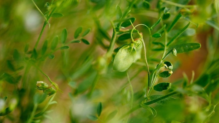 दलहनी फसलों में रोग