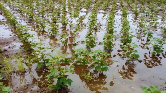 बेमौसमी बारिश से फसल को नुकसान