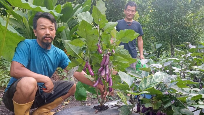 organic brinjal farming