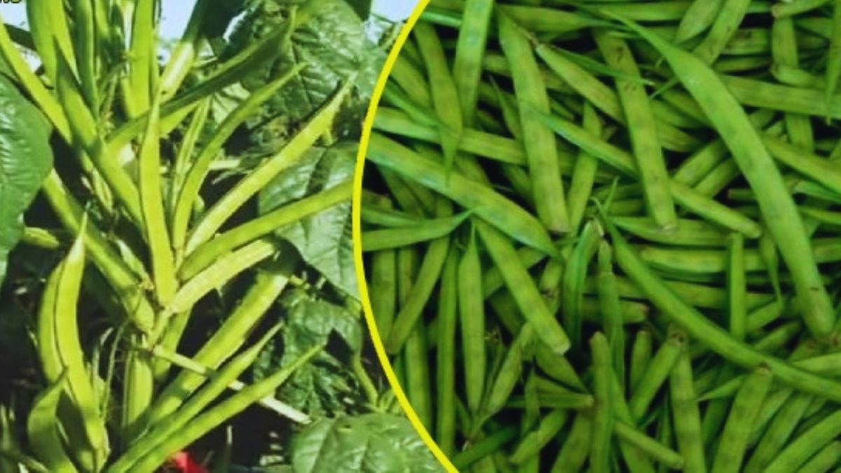 खेती के लिए बेस्ट किस्म है ग्वार की कोहिनूर 51-IUS, यहां से खरीदें ऑनलाइन बीज