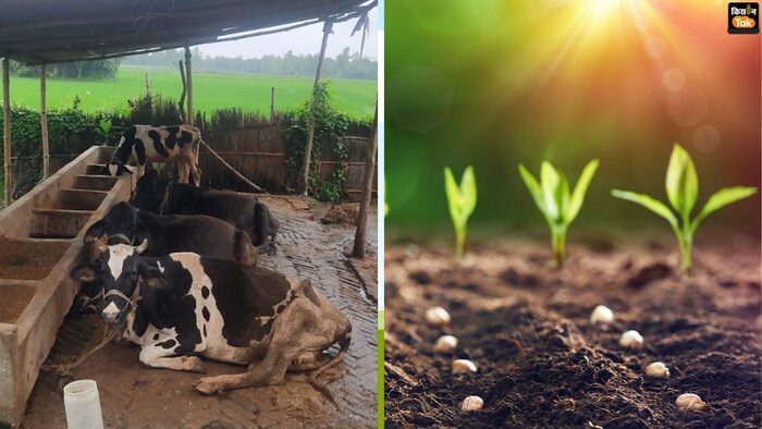 यूपी में गाय आधारित प्राकृतिक खेती को बढ़ावा दे रही सरकार