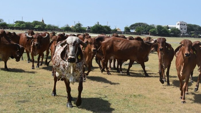 इस गौशाला में गायों की कुंडली बनाई जाती है