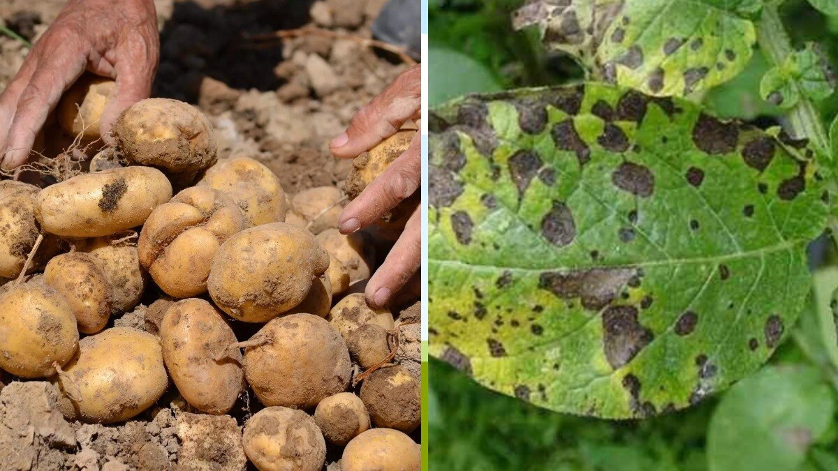 सर्दी के मौसम में झुलसा रोगों के संक्रमण का खतरा बढ़ जाता है.