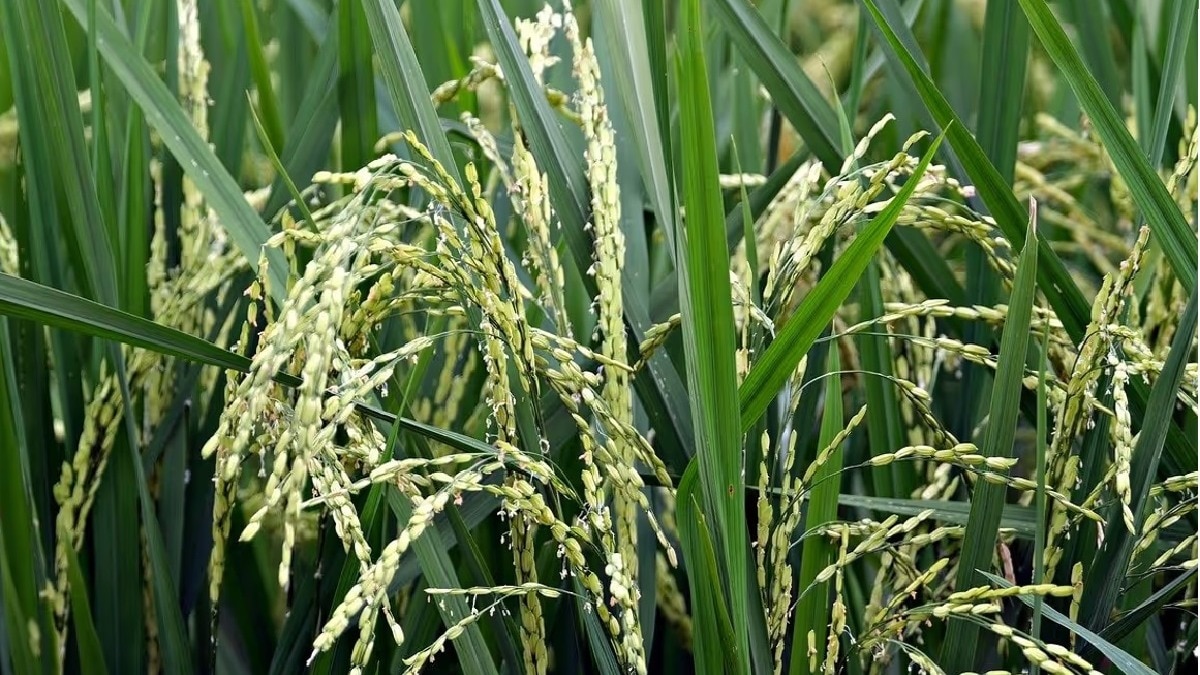 धान की जड़ में घुसकर उसकी बढ़वार रोक देता है यह कीड़ा, लक्षण और रोकथाम के जान लें उपाय