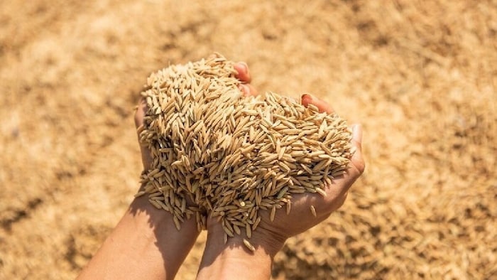 मौसम खराब रहने की स्थिति में धान की सरकारी खरीद की अंतिम तिथि को बढ़ाने का भी फैसला लिया जाएगा.