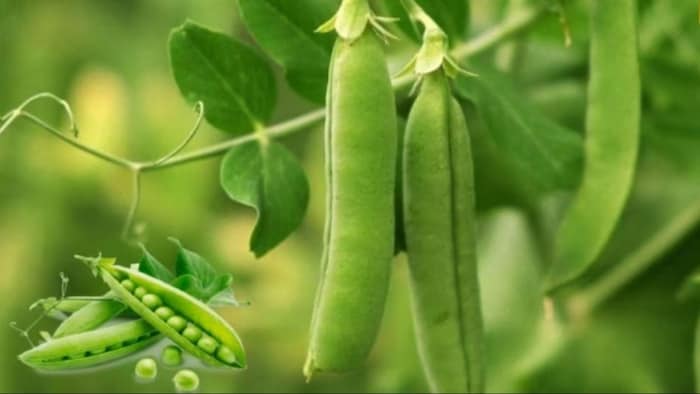 मटर के सही दाम नहीं मिलने से किसान मायूस