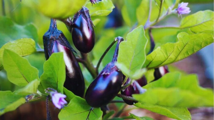 बैंगन की खेती