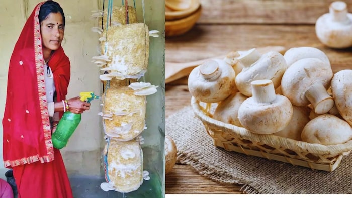 मशरूम की खेती