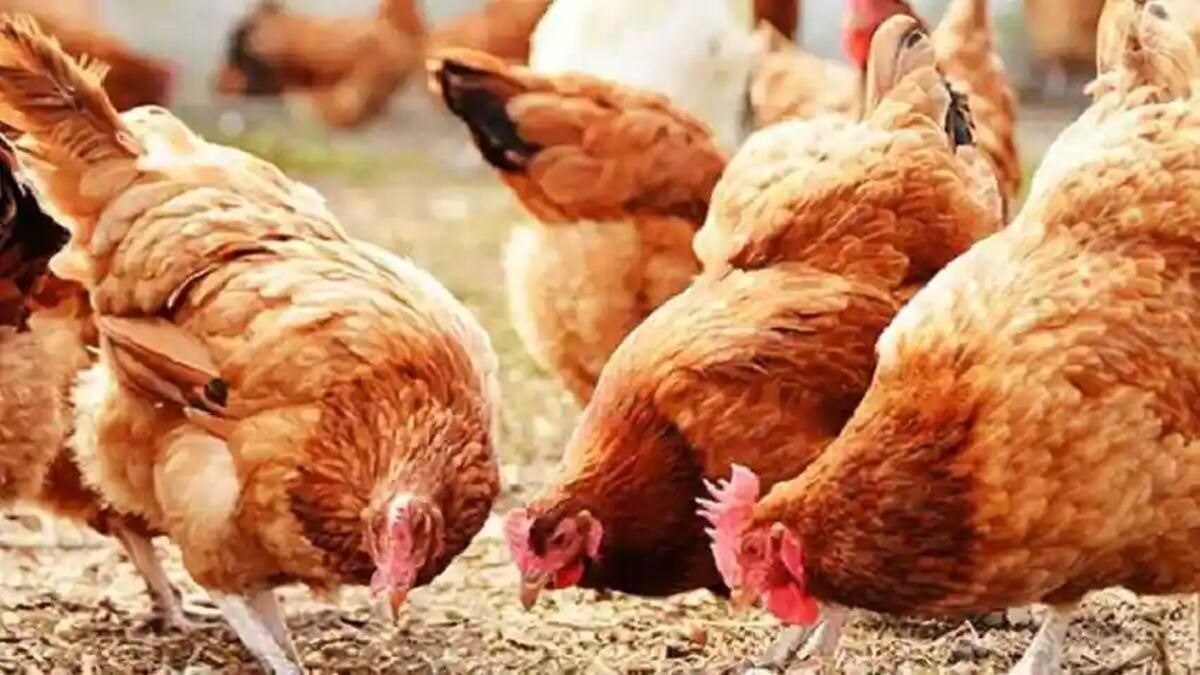Poultry: ‘पोल्ट्री के लिए खतरा साबित हो रहे ये दो बड़े मुद्दे, केन्द्र-राज्य सरकारें दें दखल’