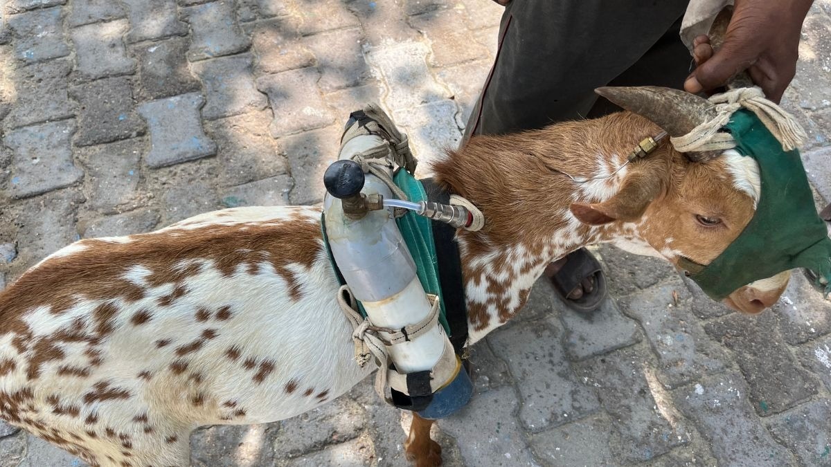 एक साल में कितनी मीथेन गैस छोड़ती है बकरी, कंट्रोल करने को कौनसा चारा हो रहा तैयार 