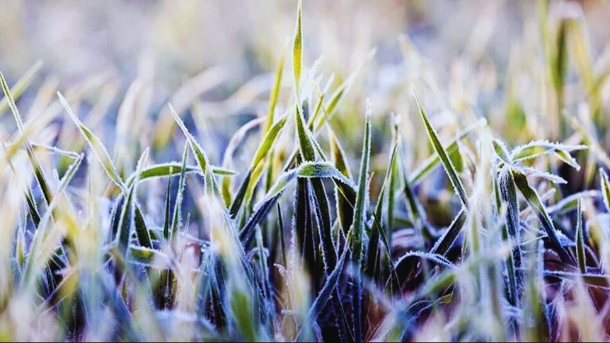 पाला है फसलों का दुश्मन