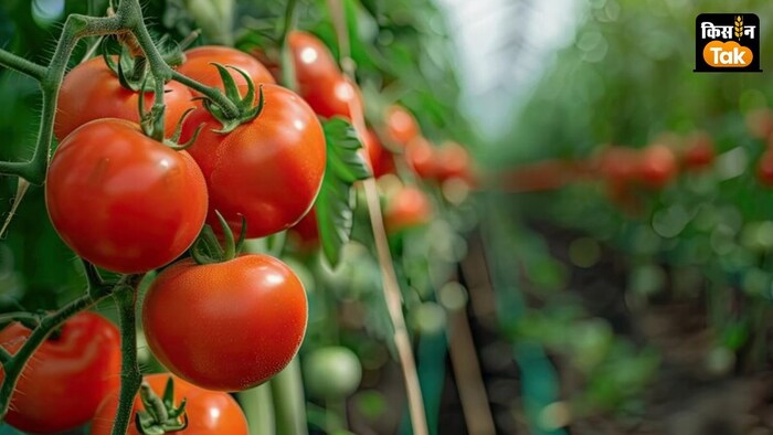 टमाटर फसल का झुलसा रोग से करें बचाव. (प्रतीकात्मक तस्वीर)