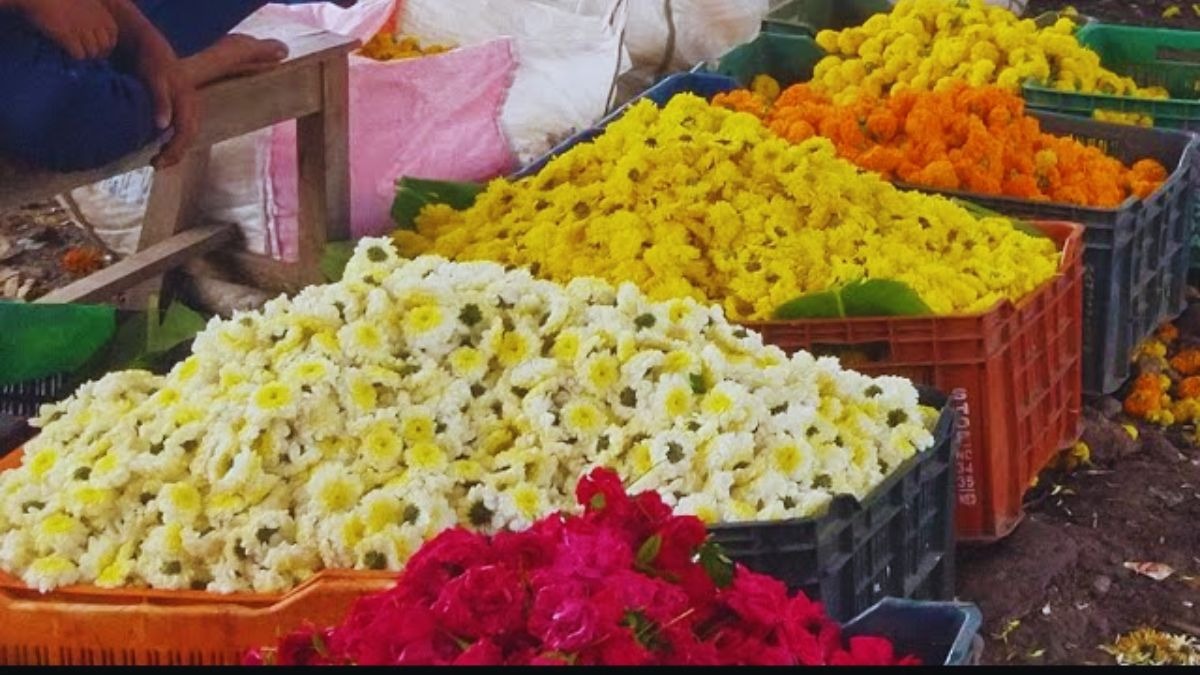 Agri Quiz: किस फूल की वैरायटी है अर्का भानु? क्या है इसकी खासियत और कैसे करें खेती