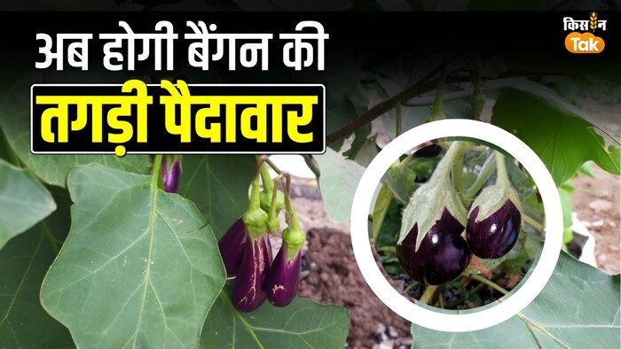 बैंगन की पैदावार बढ़ाने के उपाय