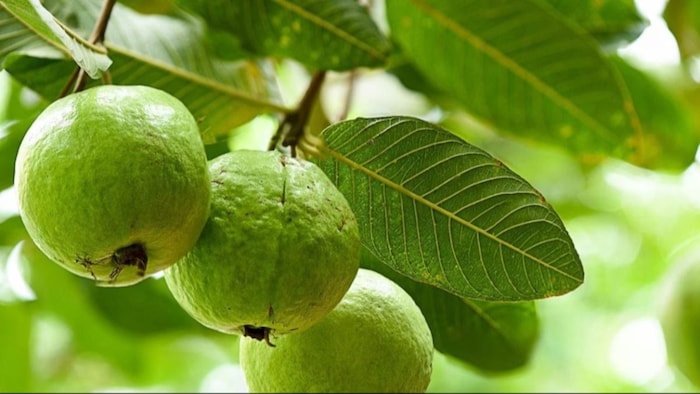 अमरूद की खेती से किसान बना लखपति. (सांकेतिक फोटो)