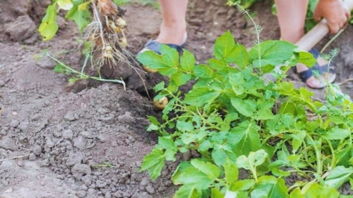 आलू की फसल