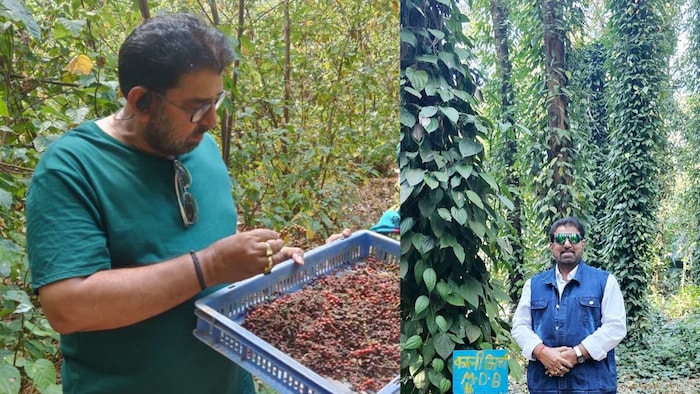 अपने बागान में काली मिर्च दिखाते हुए किसान डॉ. राजाराम त्रिपाठी