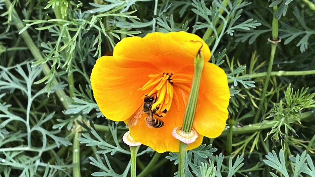 Carpenter Bees: क्या है बढ़ई मधुमक्खियों की खास‍ियत, खेती-क‍िसानी के ल‍िए क्यों हैं बेहद महत्वपूर्ण 