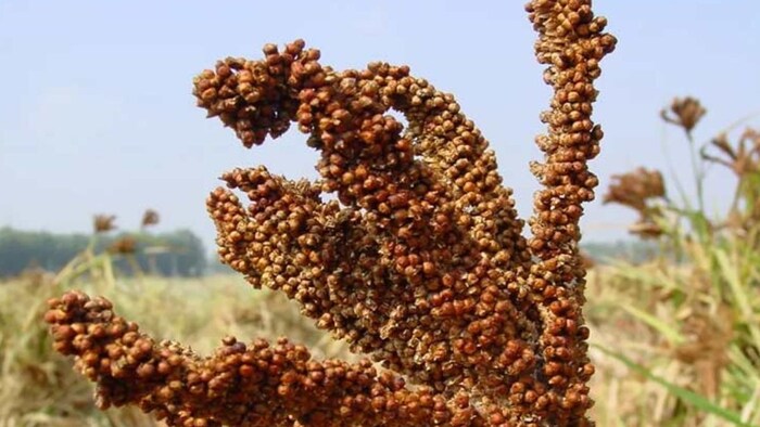 किसानों से 3100 मीट्रिक टन से अधिक मंडुआ खरीदा गया है.