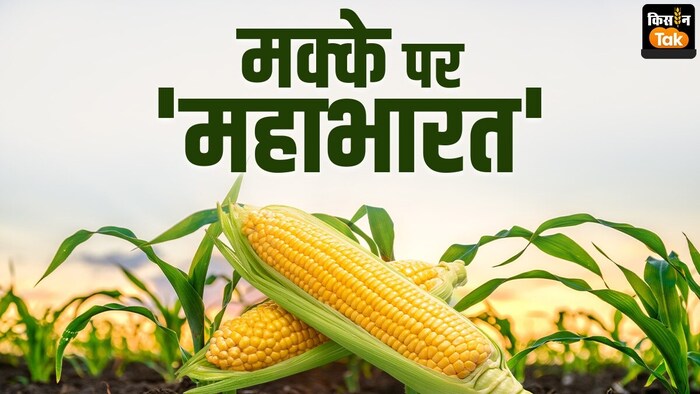 मक्का का कितना है दाम?