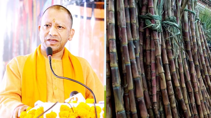 योगी सरकार ने चौथी बार गन्ने के समर्थन मूल्य में इजाफा करने की तैयारी कर रही हैं.