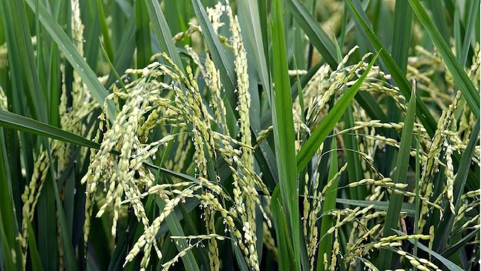 कुछ नई हाईब्रिड किस्मों से चावल की कम पैदावार देखी गई है.