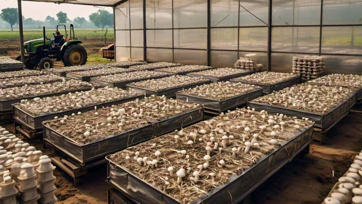 Mushroom Farming