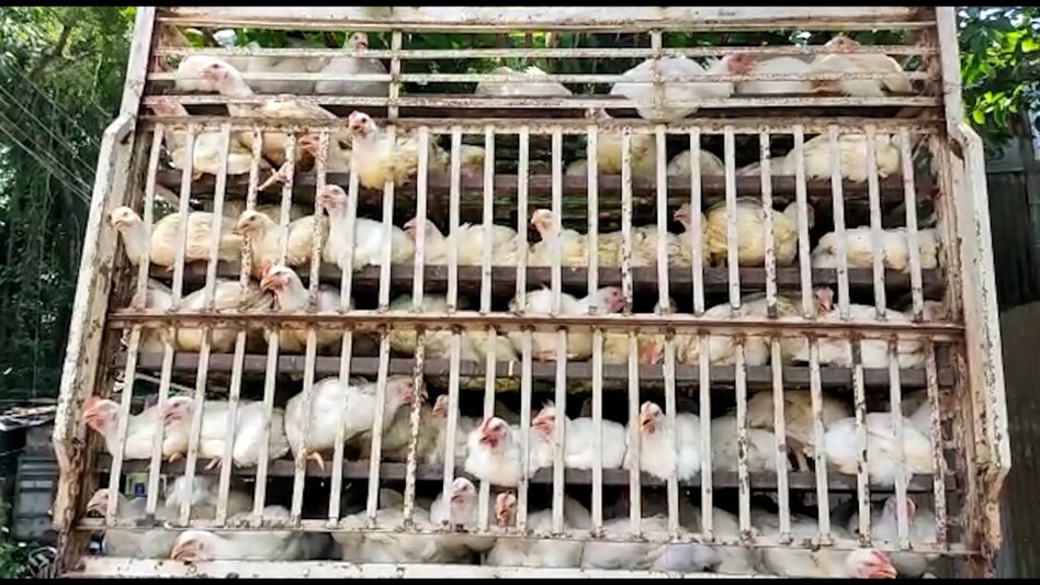Poultry: सड़क पर रोके गए मुर्गो से भरे ट्रक, PFI बोली मुर्गे मरे तो करना होगा ये काम Poultry: सड़क पर रोके गए मुर्गो से भरे ट्रक, PFI बोली मुर्गे मरे तो करना होगा ये काम