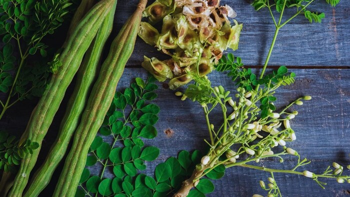 सेहत का खजाना है मोरिंगा