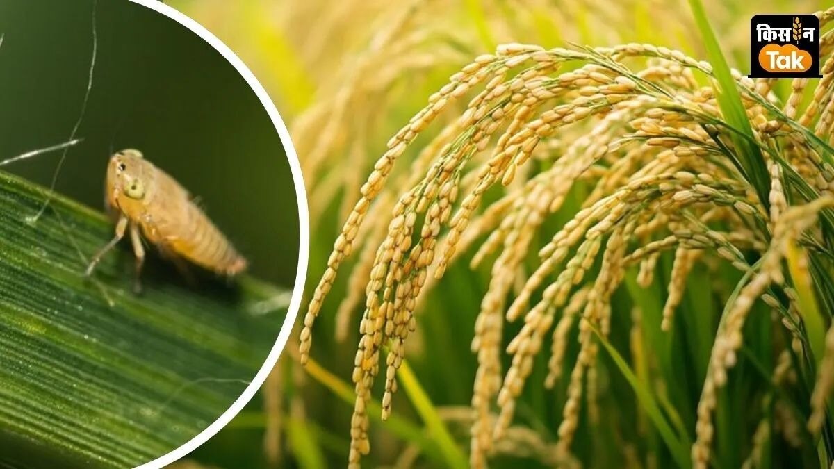 धान के लिए नया कीटनाशक लांच