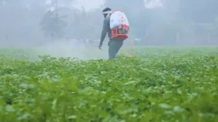 फसलों को भी चढ़ाएं ग्लूकोज