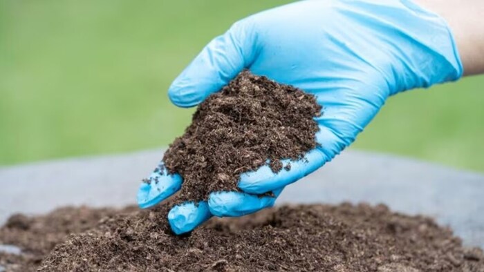 खली का खाद की तरह करें इस्तेमाल. (सांकेतिक तस्वीर)