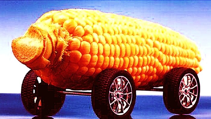 इथेनॉल ने बढ़ा दी मक्के की वैल्यू (Photo-ICAR).