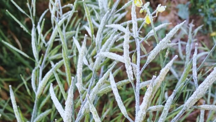 रबी की फसलों पर पाला