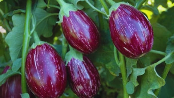बैंगन की किस्म
